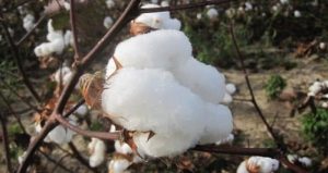 các loại vải thường dùng trong may mặc